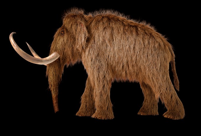 Woolly mammoth