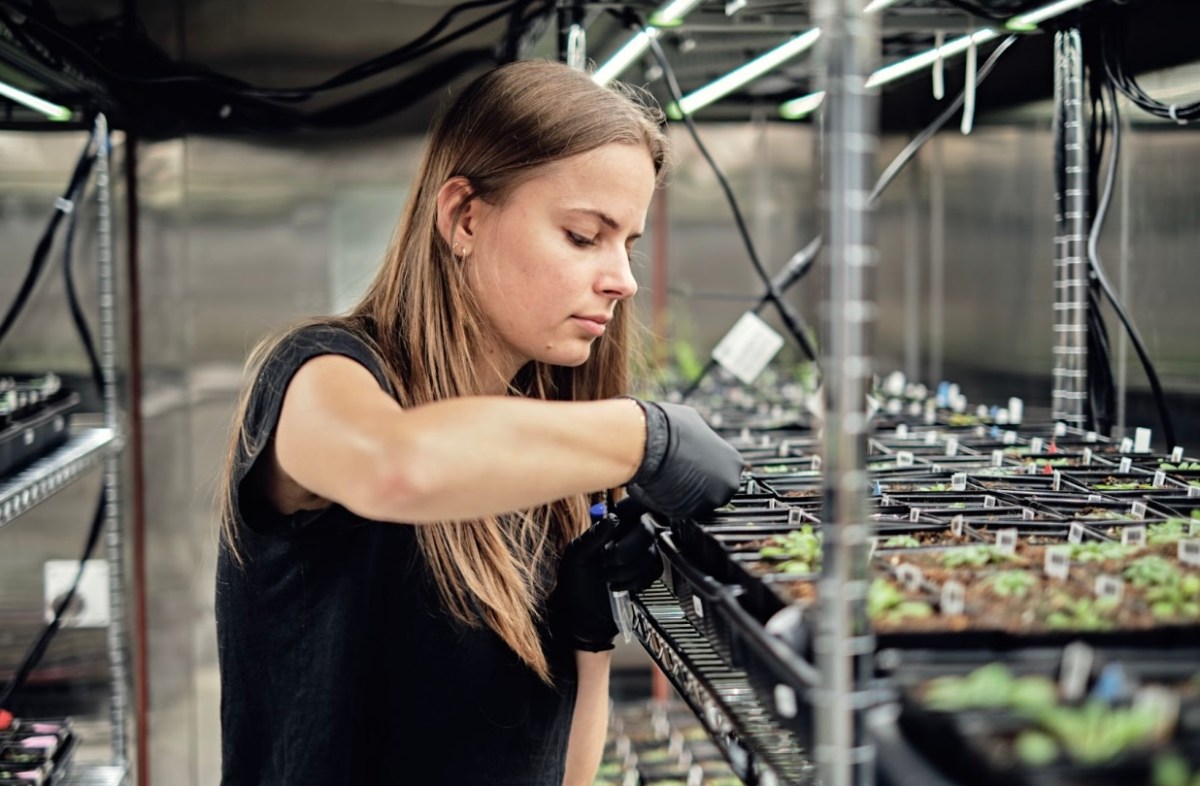 Google's X spins out Heritable Agriculture, a startup using AI to improve crop yield